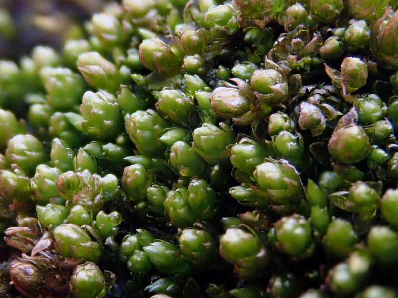 Bryum gemmiparum