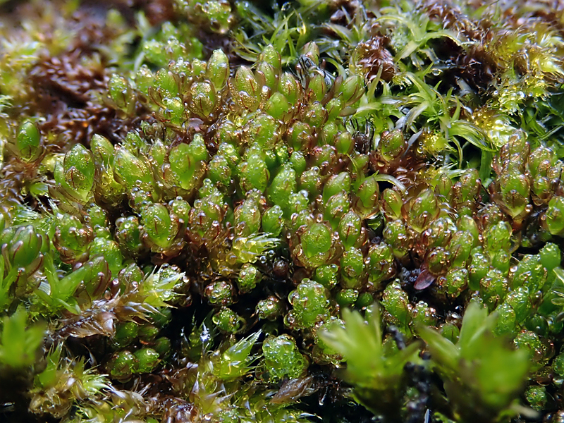 Bryum muehlenbeckii