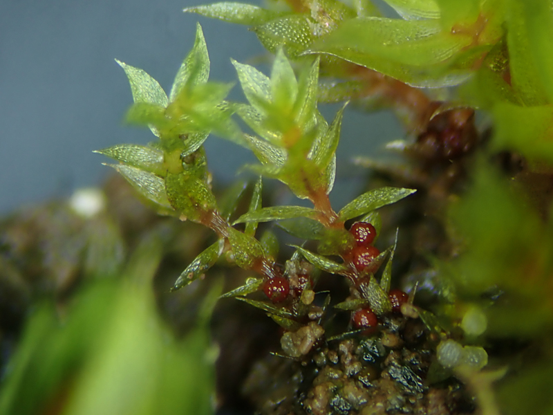 Bryum rubens