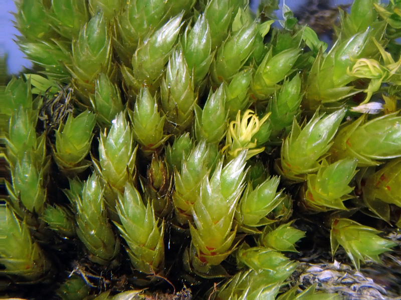 Bryum ruderale