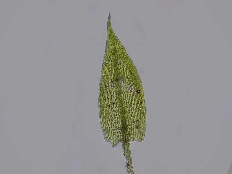 Bryum ruderale 