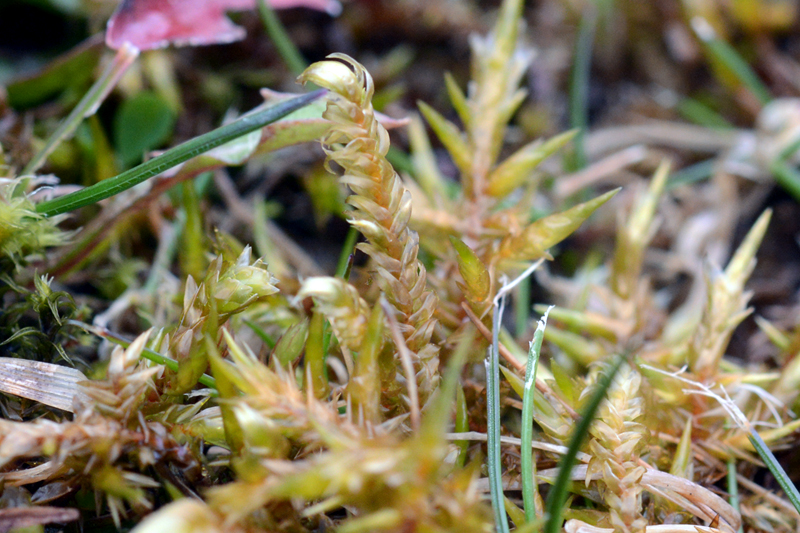 Calliergonella lindbergii 