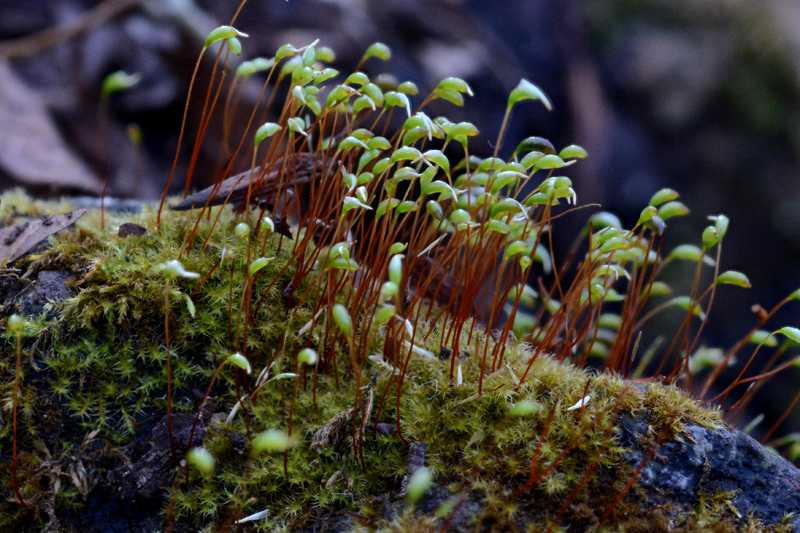 Campylophyllum calcareum