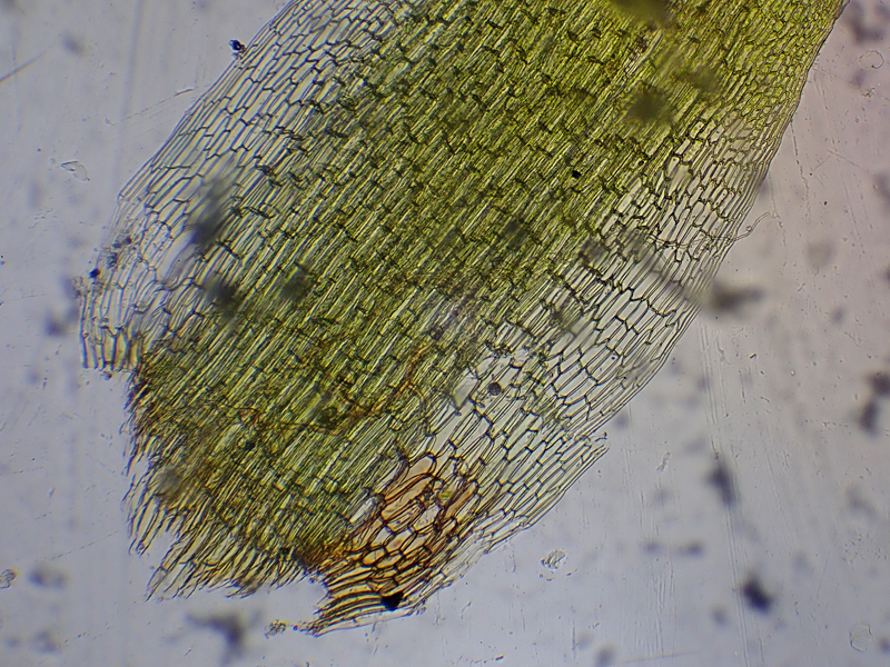 Campylopus fragilis 