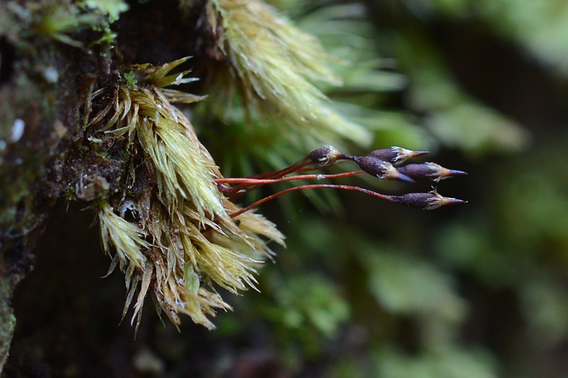 Daltonia splachnoides 