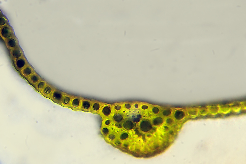 Dichodontium flavescens