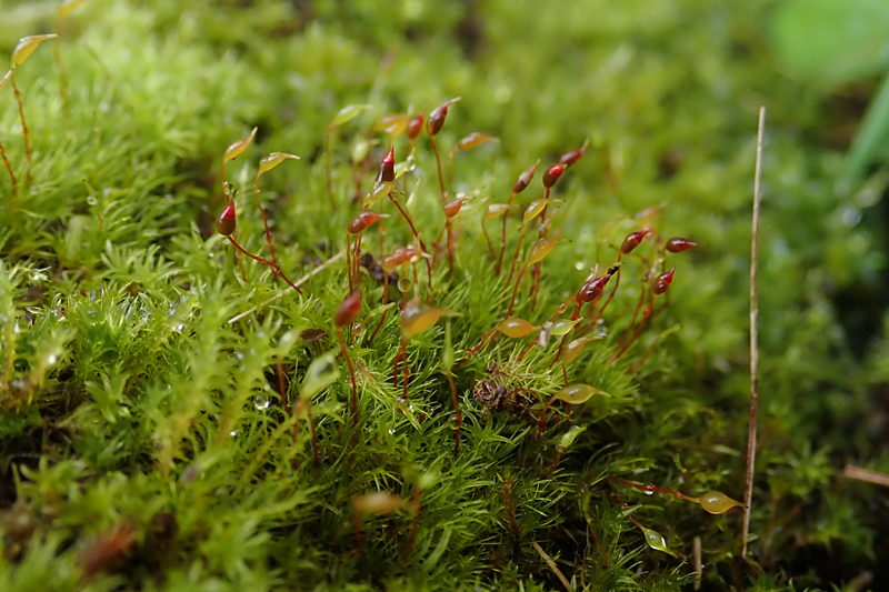 Dicranella varia