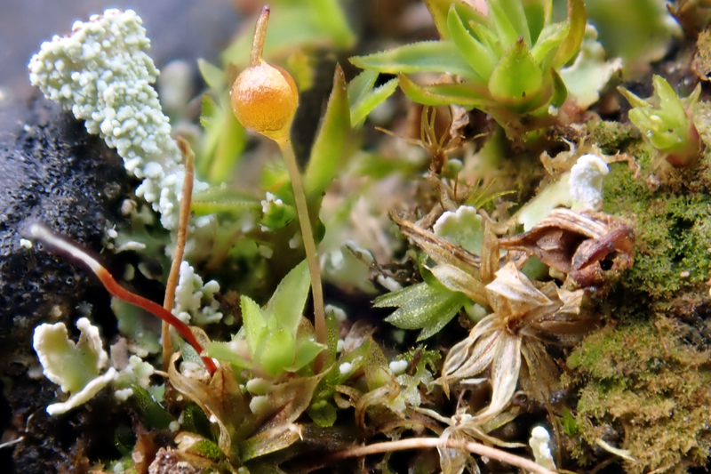 Bryum gemmiparum