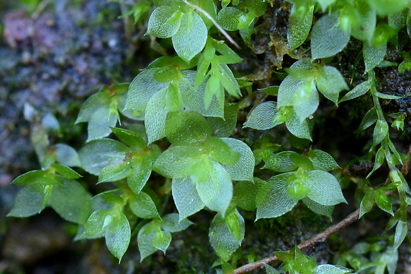 Epipterygium tozeri