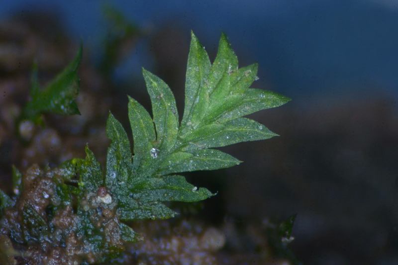 Fissidens celticus