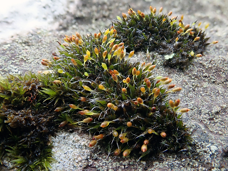 Grimmia donniana