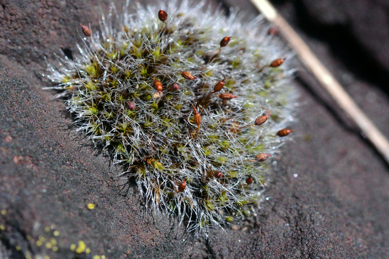 Grimmia pulvinata