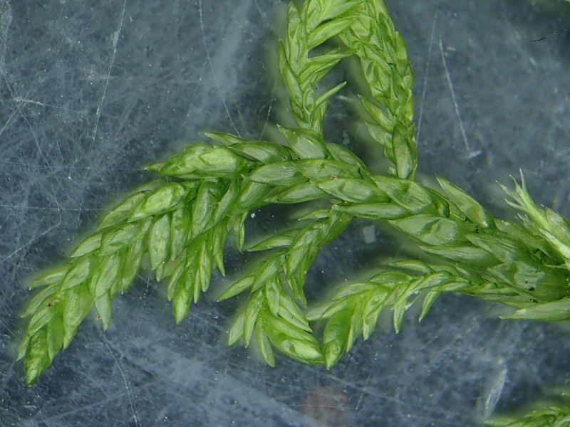 Isothecium alopecuroides