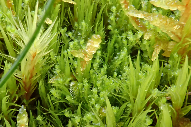 Lophozia ventricosa 