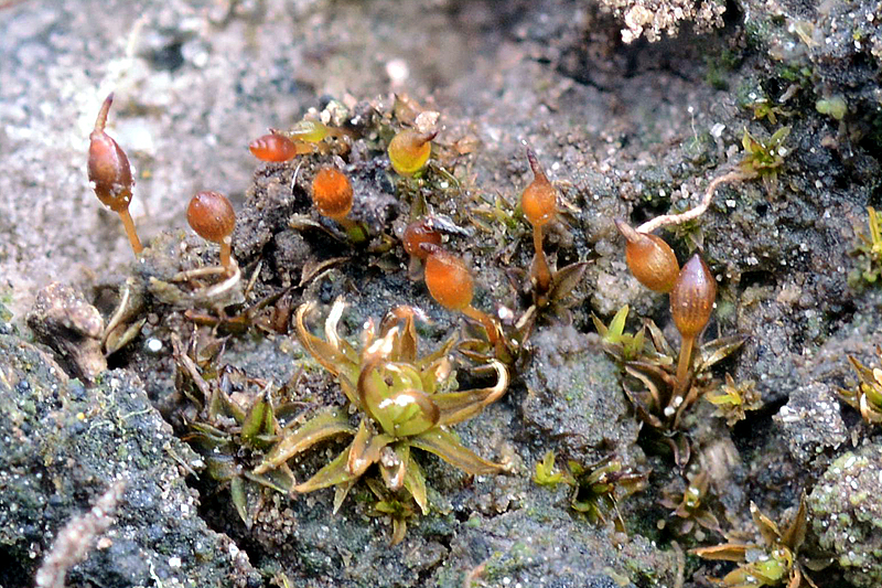 Microbryum davallianum