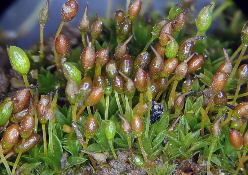 Microbryum davallianum