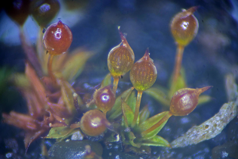 Microbryum rectum