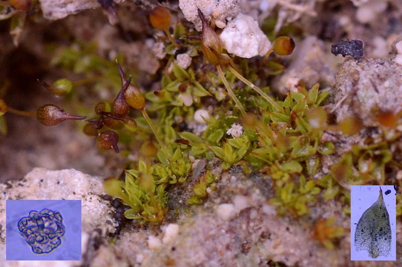 Microbryum starkeanum