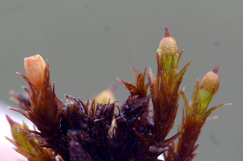 Orthotrichum cupulatum 