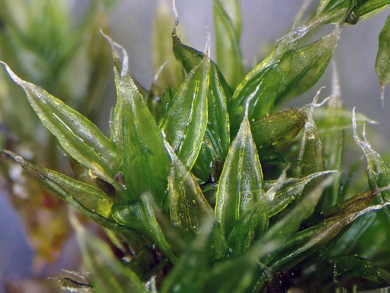 Orthotrichum diaphanum 