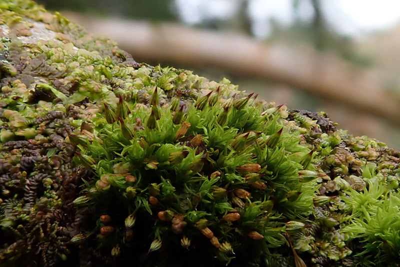 Orthotrichum pulchellum