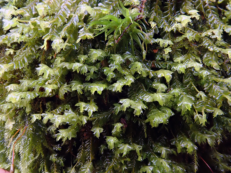 Plagiochila spinulosa 