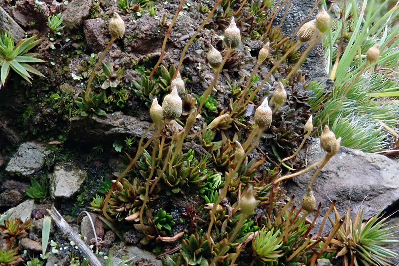 Pogonatum nanum 