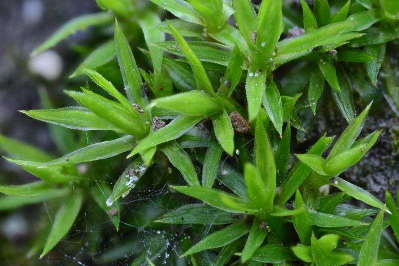 Polytrichastrum longisetum