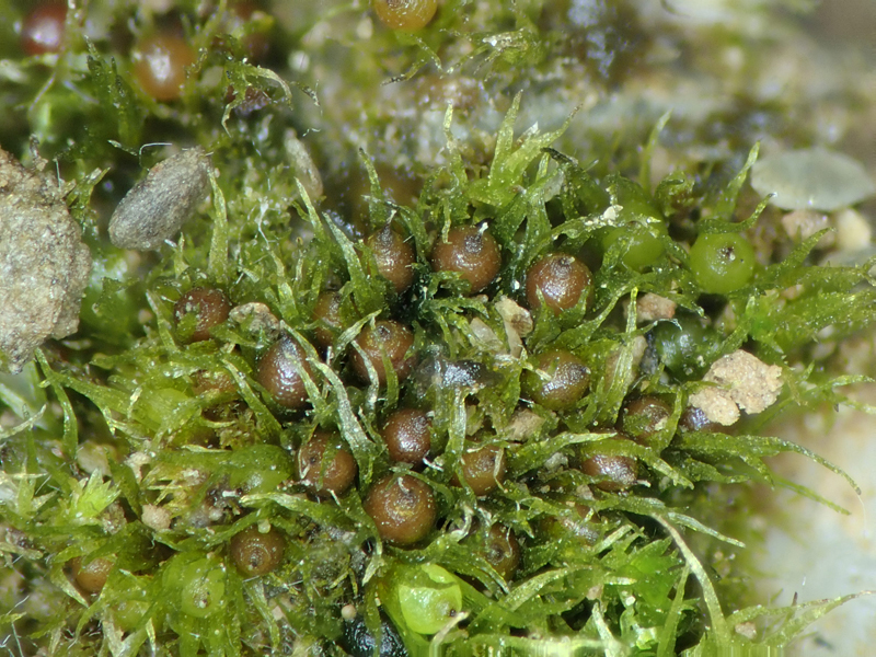 Pseudephemerum nitidum