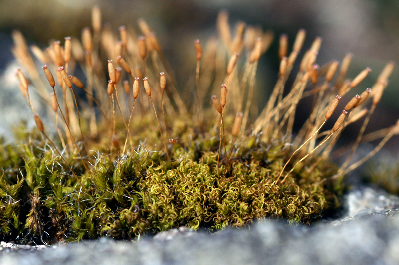 Ptychomitrium polyphyllum