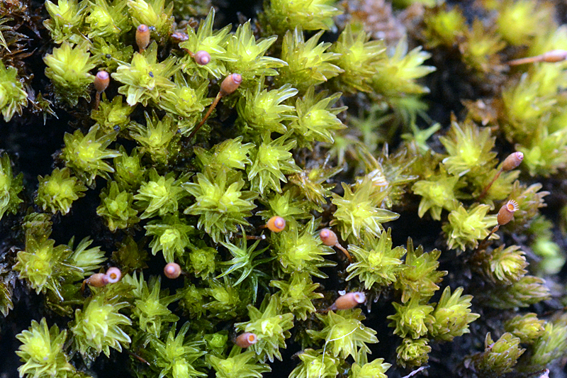 Racomitrium aciculare