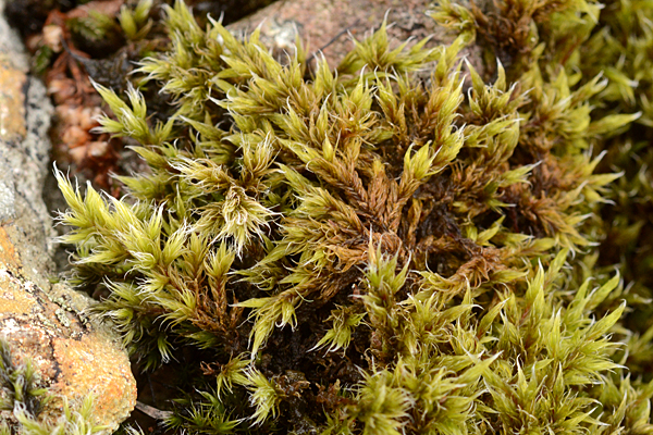 racomitrium lanuginosum