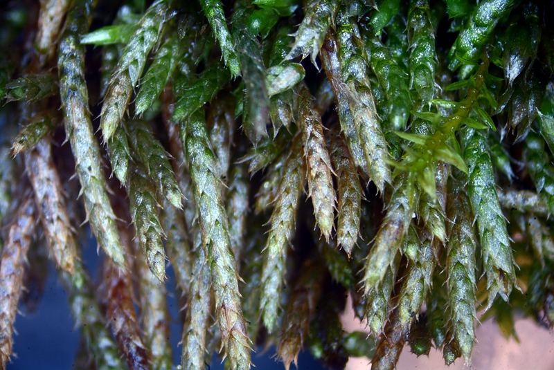 Plagiobryum zieri