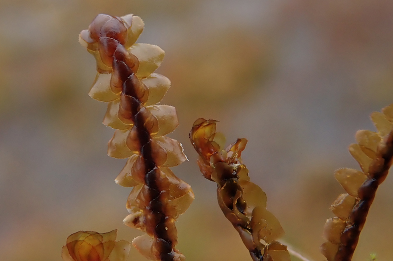 Scapania ornithopodioides