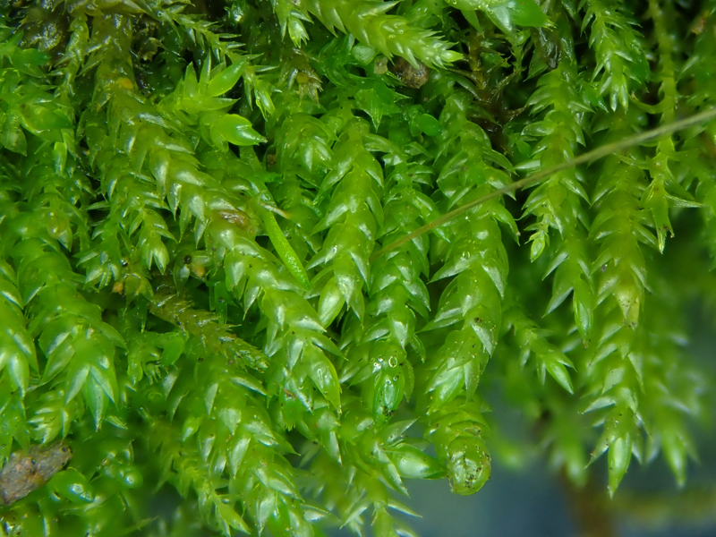 Scleropodium cespitans 