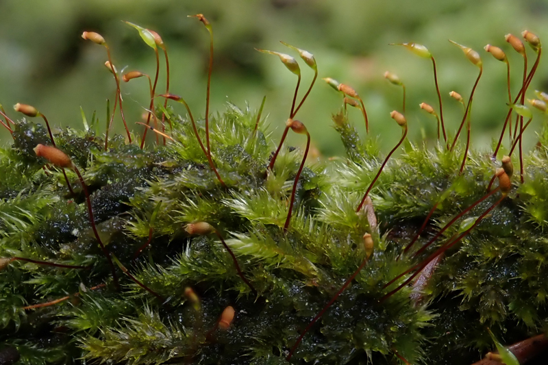 Sematophyllum substrumulosum 