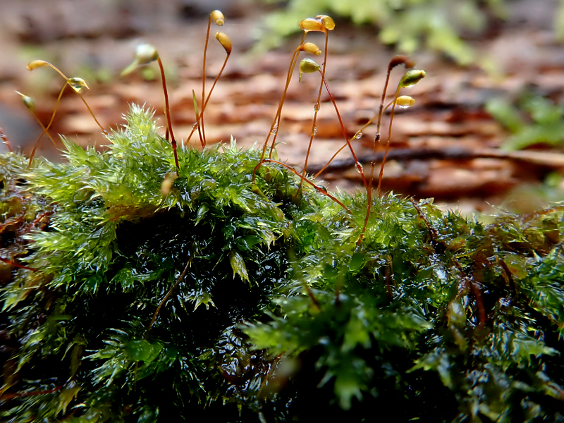 Sematophyllum substrumulosum