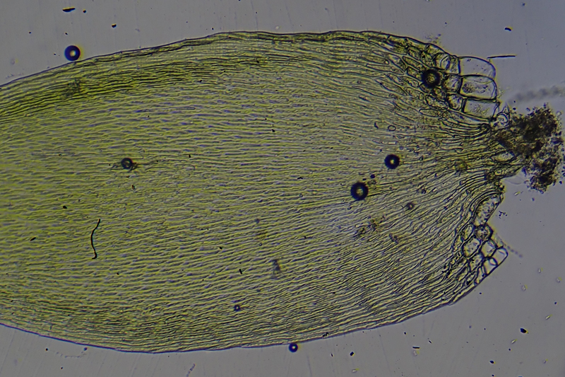 Sematophyllum substrumulosum