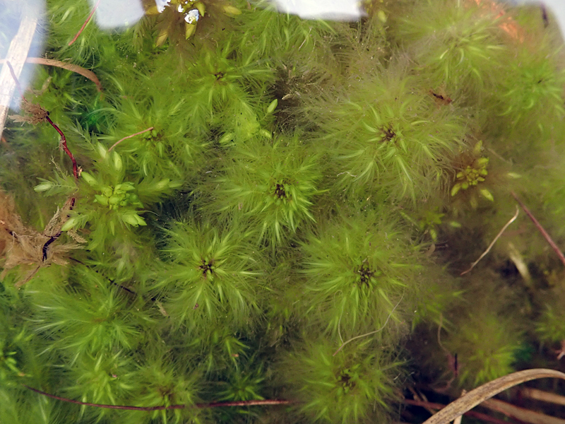 Sphagnum cuspidatum