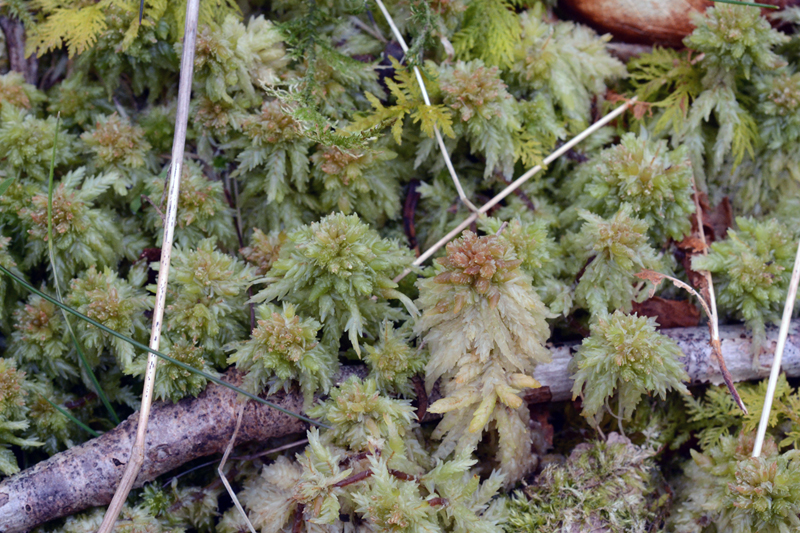 Sphagnum palustre