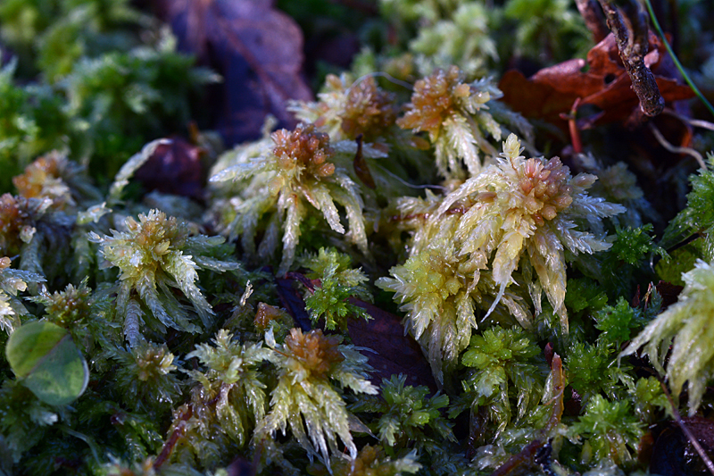 Sphagnum palustre 