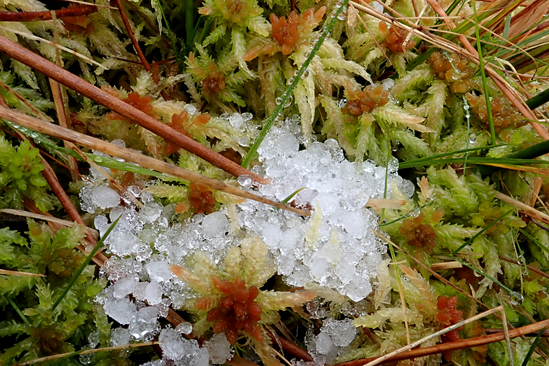 Sphagnum palustre 