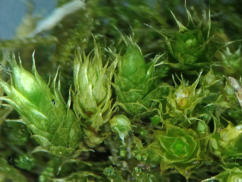 Bryum kunzei 