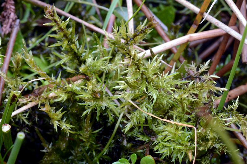 Calliergon giganteum 