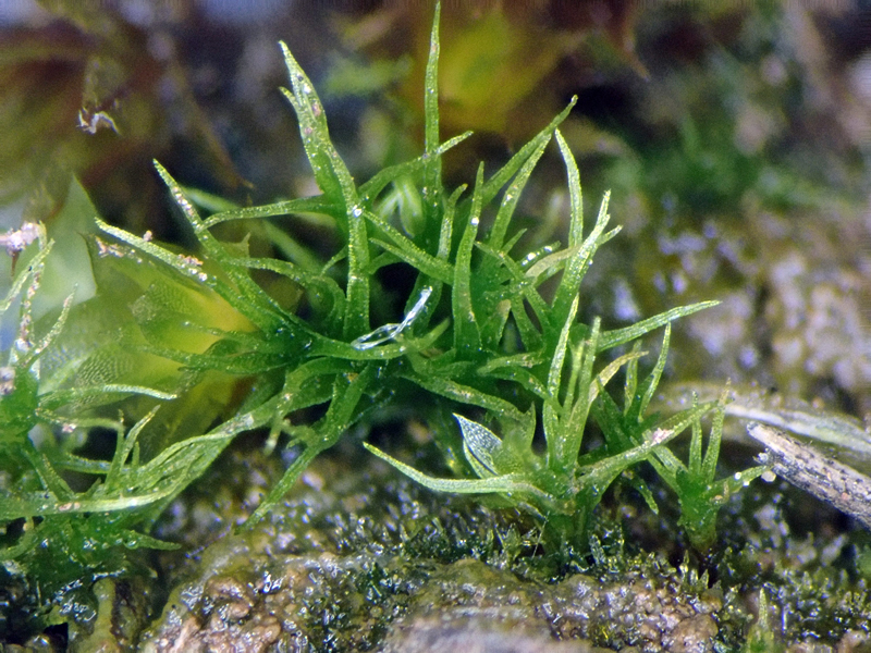 Dicranella schreberiana 