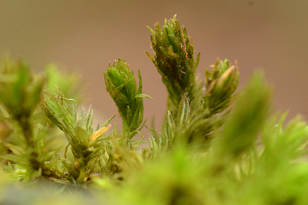 Orthotrichum lyellii 