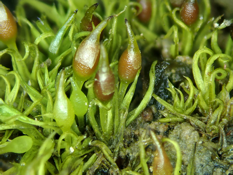 Weissia rostellata