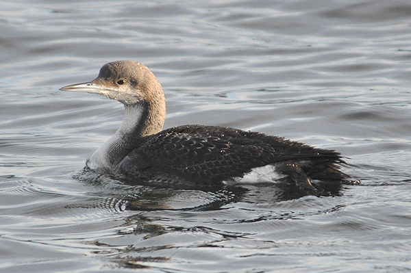 Black-throated Diver
