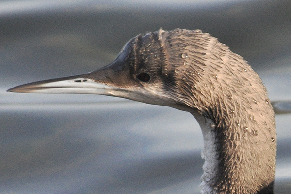 Black-throated Diver