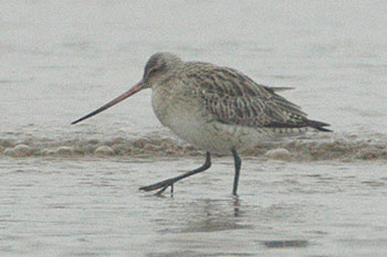 Bar-tailed Godwit